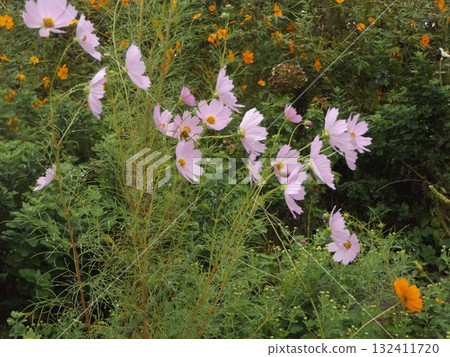 Light purple cosmos flowers and orange yellow cosmos flowers 132411720