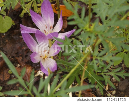 The pink flowers are saffron flowers The pink flowers are saffron flowers 132411723