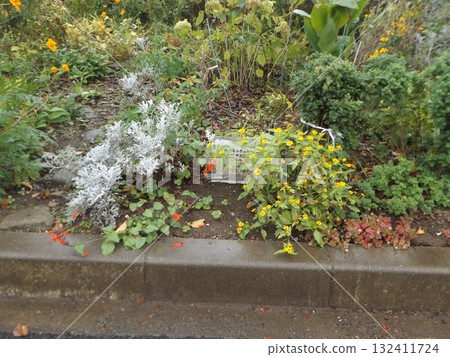 Melampodium and White Daisy Melampodium and White Daisy 132411724