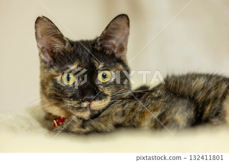 Rust cat 132411801