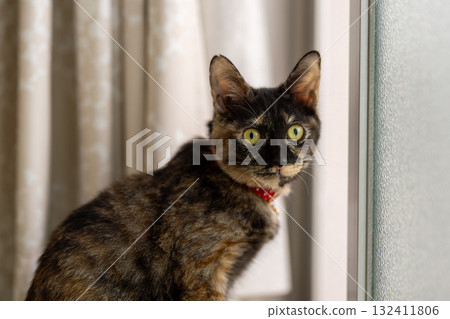 Rust cat Rust cat 132411806