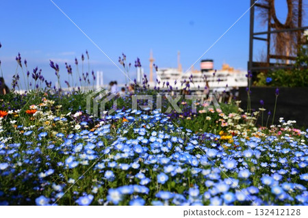 山下公園和冰川丸的花壇盛開 132412128