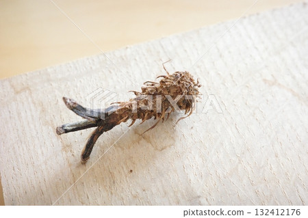 The remains of a pine cone that a squirrel found in the forest had finished eating looked just like a small piece of fried shrimp. 132412176