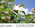 Lantana flowers and leaves against a refreshing blue sky 132412200