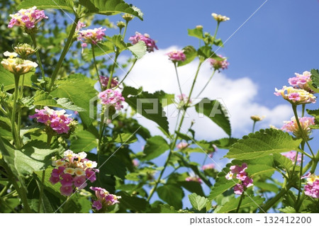 馬纓丹的花朵和葉子在清爽的藍天襯托下 132412200