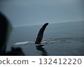 The fin of a humpback whale encountered off the coast of Rausu 132412220