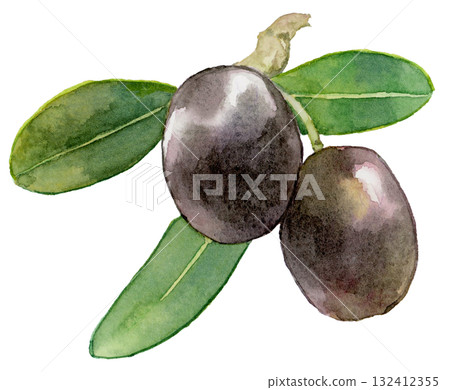 兩根黑橄欖的樹枝，水彩插圖 132412355