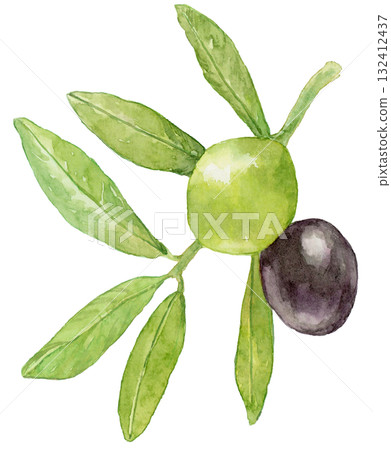 橄欖枝，有綠色和黑色的果實，水彩插圖 132412437