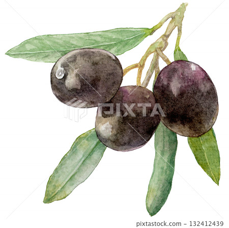 黑橄欖枝，水彩插圖 132412439