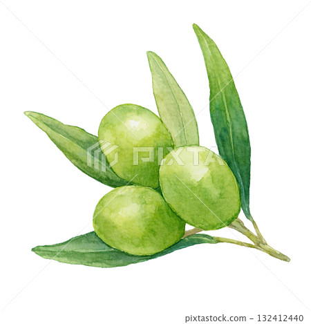 綠色橄欖葉和樹枝水彩插圖 132412440