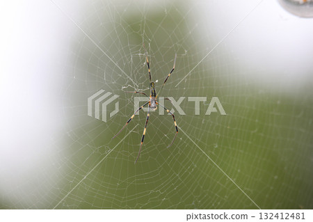 蜘蛛 132412481