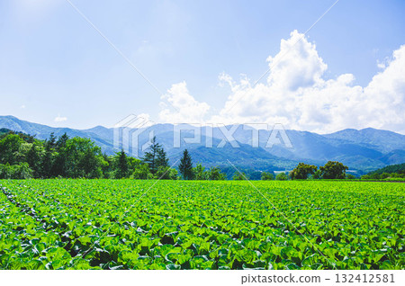 白菜田和木曾山 132412581