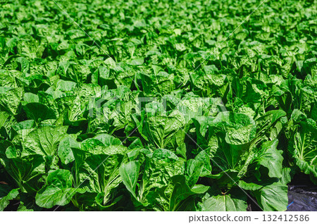 Chinese cabbage fields in Kiso Village 132412586