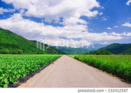 木曾村農路兩旁的菜地 132412587