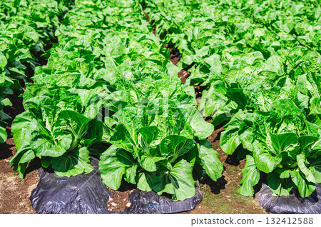 Chinese cabbage fields in Kiso Village 132412588