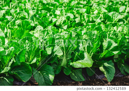 木曾村的白菜田 132412589