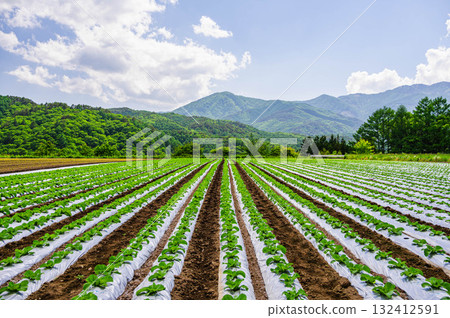 木曾村：廣闊的菜田 132412591