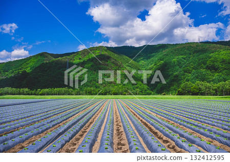 木曾村的新鮮綠地和菜地 132412595