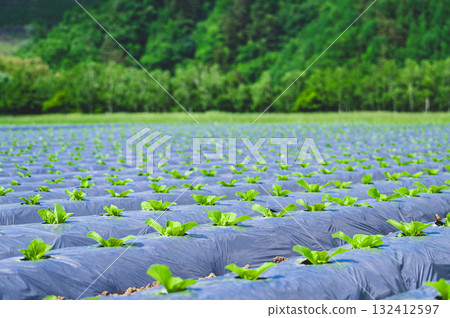 木曾村的白菜田 132412597