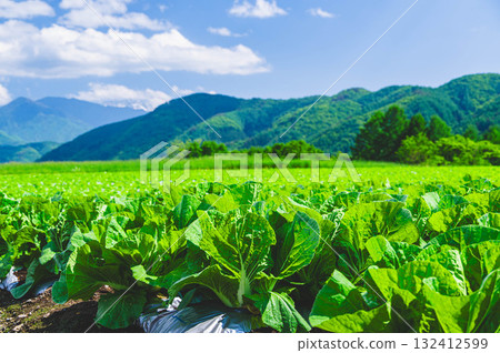 木曾村的白菜田 木曾村的白菜田 132412599