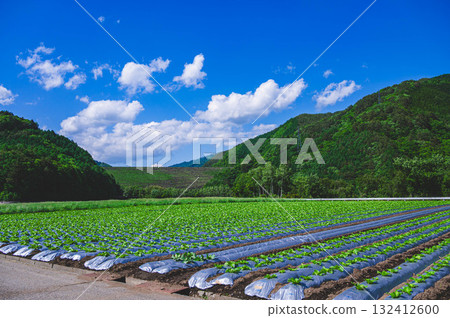 藍天白雲和白菜田，木曾村 132412600