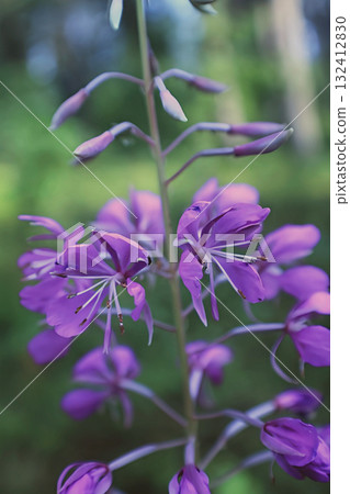 A pyramid of delicate petals of fireweed flowers, close-up A pyramid of delicate petals of fireweed flowers, close-up 132412830