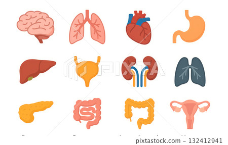 Illustration of human organs in flat style Illustration of human organs in flat style 132412941