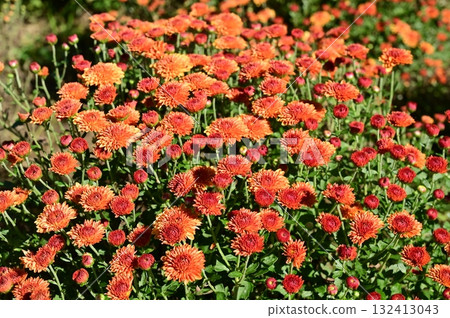 菊花（菊科） 132413043