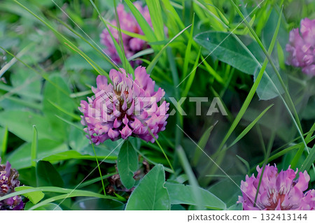 Trifolium pratense, Red Clover in green grass close-up Trifolium pratense, Red Clover in green grass close-up 132413144