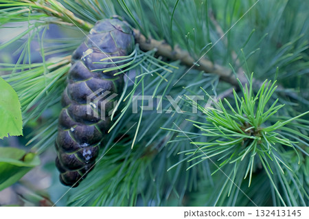 A large pine cone hanging on a branch close-up 132413145
