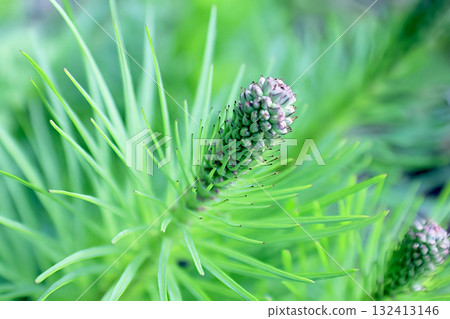 Green pine branch in sunlight, close-up 132413146