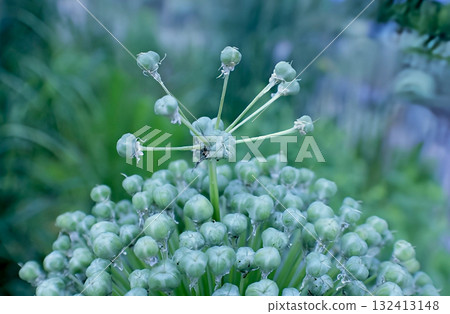 Allium Giganteum, the top of an ornamental onion against a garden backdrop Allium Giganteum, the top of an ornamental onion against a garden backdrop 132413148