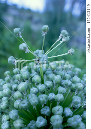 The top of an ornamental onion, Allium Giganteum, against a garden background The top of an ornamental onion, Allium Giganteum, against a garden background 132413149