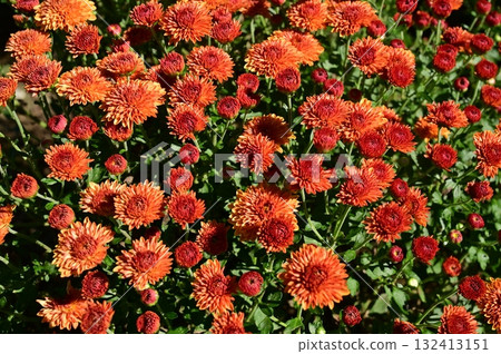 菊花（菊科） 132413151