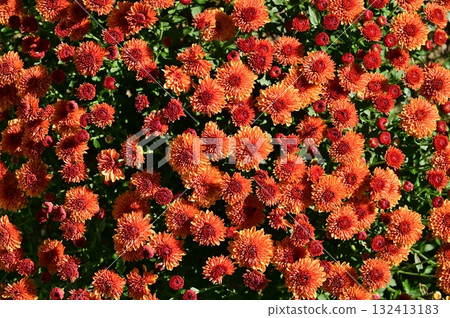 菊花（菊科） 132413183