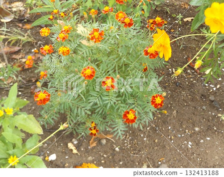 萬壽菊和黃色波斯菊 132413188