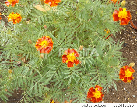 兒島花卉協會花園裡的橘色花是萬壽菊。 132413189