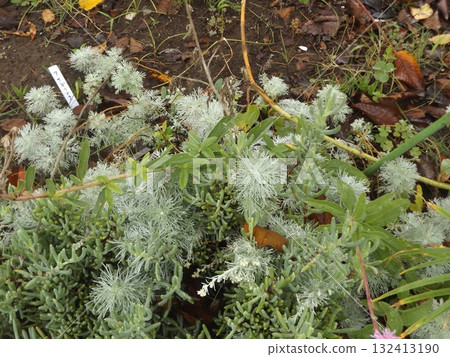 Piper daisy and chestnut grass 132413190