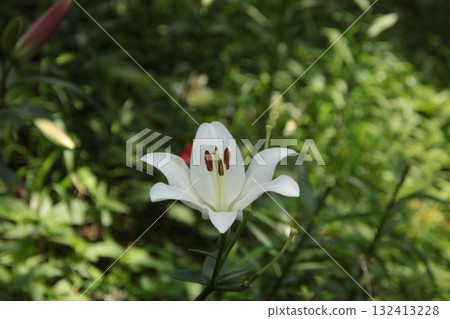 百合花⑥ 132413228