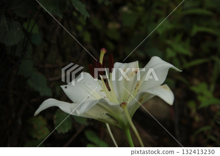百合花⑨ 132413230