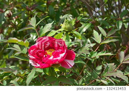 Red Button Flower (Spring, April) Red Button Flower (Spring, April) 132413453
