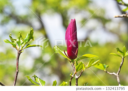 Magnolia flowers (spring, April) Magnolia flowers (spring, April) 132413795