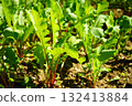 Bright Green Radish Tops Growing in Soil 132413884