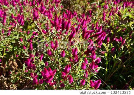 Celosia Deep Purple (Amaranthaceae) Caryophyllaceae 132413885