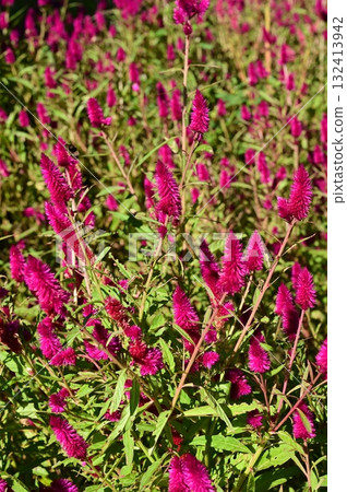 雞冠花深紫色(莧科)石竹科 雞冠花深紫色(莧科)石竹科 132413942