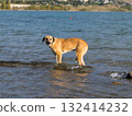 Dogs playing on Lake Tbilisi, Tbilisi, Georgia 132414232