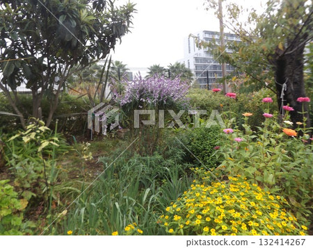 Yellow flowers of Melampodiaceae and purple flowers of Amethyst Sage 132414267