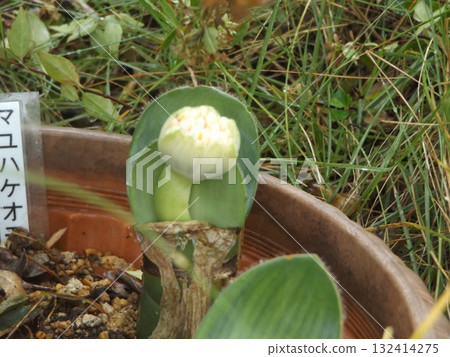 麻友博本芽 麻友博本芽 132414275