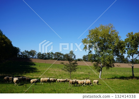 Sheep's March 132414338