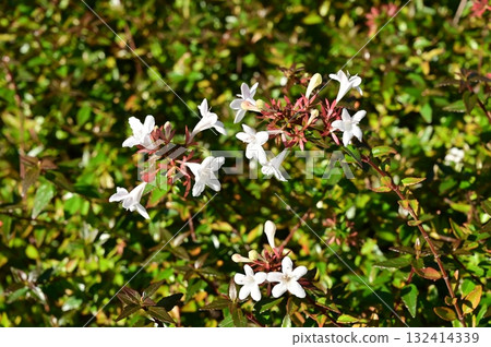 六道木（忍冬科） 132414339